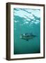 Southern Bluefin Tuna-null-Framed Photographic Print