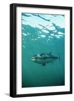 Southern Bluefin Tuna-null-Framed Photographic Print