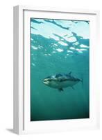 Southern Bluefin Tuna-null-Framed Photographic Print