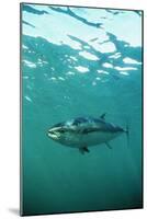 Southern Bluefin Tuna-null-Mounted Photographic Print