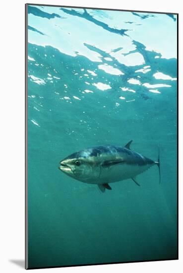 Southern Bluefin Tuna-null-Mounted Photographic Print