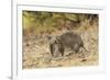 Southern Brown Bandicoot (Isoodon Obesulus) Digging, Tasmania, Australia-Dave Watts-Framed Photographic Print