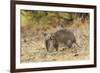 Southern Brown Bandicoot (Isoodon Obesulus) Digging, Tasmania, Australia-Dave Watts-Framed Photographic Print