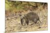 Southern Brown Bandicoot (Isoodon Obesulus) Digging, Tasmania, Australia-Dave Watts-Mounted Photographic Print