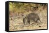 Southern Brown Bandicoot (Isoodon Obesulus) Digging, Tasmania, Australia-Dave Watts-Framed Stretched Canvas