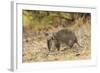 Southern Brown Bandicoot (Isoodon Obesulus) Digging, Tasmania, Australia-Dave Watts-Framed Photographic Print