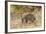 Southern Brown Bandicoot (Isoodon Obesulus) Digging, Tasmania, Australia-Dave Watts-Framed Photographic Print