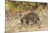 Southern Brown Bandicoot (Isoodon Obesulus) Digging, Tasmania, Australia-Dave Watts-Mounted Photographic Print