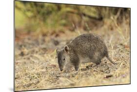 Southern Brown Bandicoot (Isoodon Obesulus) Digging, Tasmania, Australia-Dave Watts-Mounted Photographic Print