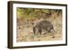 Southern Brown Bandicoot (Isoodon Obesulus) Digging, Tasmania, Australia-Dave Watts-Framed Photographic Print