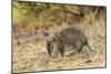 Southern Brown Bandicoot (Isoodon Obesulus) Digging, Tasmania, Australia-Dave Watts-Mounted Photographic Print