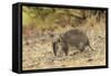 Southern Brown Bandicoot (Isoodon Obesulus) Digging, Tasmania, Australia-Dave Watts-Framed Stretched Canvas