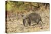 Southern Brown Bandicoot (Isoodon Obesulus) Digging, Tasmania, Australia-Dave Watts-Stretched Canvas