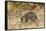 Southern Brown Bandicoot (Isoodon Obesulus) Digging, Tasmania, Australia-Dave Watts-Framed Stretched Canvas