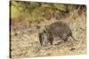 Southern Brown Bandicoot (Isoodon Obesulus) Digging, Tasmania, Australia-Dave Watts-Stretched Canvas