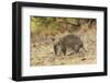 Southern Brown Bandicoot (Isoodon Obesulus) Digging, Tasmania, Australia-Dave Watts-Framed Photographic Print