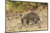 Southern Brown Bandicoot (Isoodon Obesulus) Digging, Tasmania, Australia-Dave Watts-Mounted Photographic Print