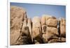 Southern California, Joshua Tree National Park-Alison Jones-Framed Photographic Print