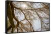 Southern California, Twenty-Nine Palms Oasis Near Joshua Tree National Park Oasis Visitor Center-Alison Jones-Framed Stretched Canvas