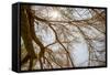 Southern California, Twenty-Nine Palms Oasis Near Joshua Tree National Park Oasis Visitor Center-Alison Jones-Framed Stretched Canvas