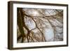 Southern California, Twenty-Nine Palms Oasis Near Joshua Tree National Park Oasis Visitor Center-Alison Jones-Framed Photographic Print