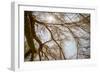 Southern California, Twenty-Nine Palms Oasis Near Joshua Tree National Park Oasis Visitor Center-Alison Jones-Framed Photographic Print