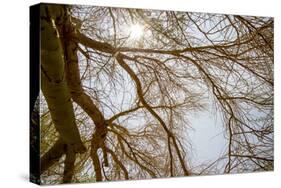 Southern California, Twenty-Nine Palms Oasis Near Joshua Tree National Park Oasis Visitor Center-Alison Jones-Stretched Canvas