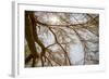 Southern California, Twenty-Nine Palms Oasis Near Joshua Tree National Park Oasis Visitor Center-Alison Jones-Framed Photographic Print