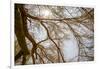 Southern California, Twenty-Nine Palms Oasis Near Joshua Tree National Park Oasis Visitor Center-Alison Jones-Framed Photographic Print