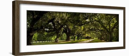 Southern Canopy-Natalie Mikaels-Framed Photographic Print