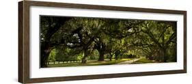 Southern Canopy-Natalie Mikaels-Framed Photographic Print