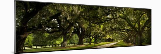 Southern Canopy-Natalie Mikaels-Mounted Photographic Print