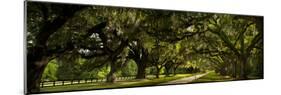 Southern Canopy-Natalie Mikaels-Mounted Photographic Print