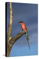 Southern Carmine Bee-eater, Hwange National Park, Zimbabwe, Africa-David Wall-Stretched Canvas