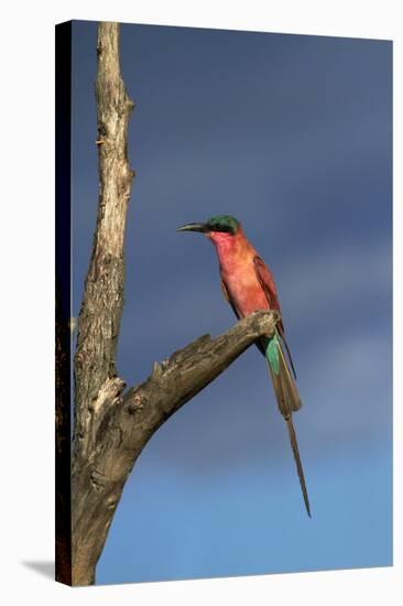 Southern Carmine Bee-eater, Hwange National Park, Zimbabwe, Africa-David Wall-Stretched Canvas