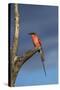 Southern Carmine Bee-eater, Hwange National Park, Zimbabwe, Africa-David Wall-Stretched Canvas