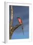 Southern Carmine Bee-eater, Hwange National Park, Zimbabwe, Africa-David Wall-Framed Photographic Print
