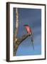 Southern Carmine Bee-eater, Hwange National Park, Zimbabwe, Africa-David Wall-Framed Photographic Print