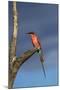 Southern Carmine Bee-eater, Hwange National Park, Zimbabwe, Africa-David Wall-Mounted Photographic Print