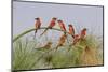 Southern Carmine Bee-eaters, perched on a tree above the Cubango River, Bwabwata, Namibia, Africa.-Brenda Tharp-Mounted Photographic Print