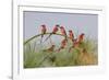 Southern Carmine Bee-eaters, perched on a tree above the Cubango River, Bwabwata, Namibia, Africa.-Brenda Tharp-Framed Photographic Print