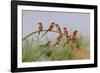 Southern Carmine Bee-eaters, perched on a tree above the Cubango River, Bwabwata, Namibia, Africa.-Brenda Tharp-Framed Photographic Print