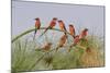 Southern Carmine Bee-eaters, perched on a tree above the Cubango River, Bwabwata, Namibia, Africa.-Brenda Tharp-Mounted Photographic Print