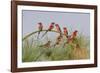 Southern Carmine Bee-eaters, perched on a tree above the Cubango River, Bwabwata, Namibia, Africa.-Brenda Tharp-Framed Photographic Print