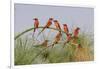 Southern Carmine Bee-eaters, perched on a tree above the Cubango River, Bwabwata, Namibia, Africa.-Brenda Tharp-Framed Photographic Print