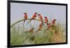 Southern Carmine Bee-eaters, perched on a tree above the Cubango River, Bwabwata, Namibia, Africa.-Brenda Tharp-Framed Photographic Print