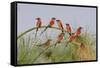 Southern Carmine Bee-eaters, perched on a tree above the Cubango River, Bwabwata, Namibia, Africa.-Brenda Tharp-Framed Stretched Canvas