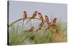 Southern Carmine Bee-eaters, perched on a tree above the Cubango River, Bwabwata, Namibia, Africa.-Brenda Tharp-Stretched Canvas