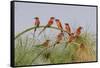 Southern Carmine Bee-eaters, perched on a tree above the Cubango River, Bwabwata, Namibia, Africa.-Brenda Tharp-Framed Stretched Canvas