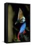 Southern Cassowary Male in Tropical Rainforest-null-Framed Stretched Canvas